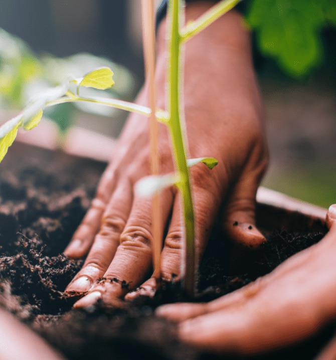 Pflanzenstiel mit Hand in Blumenerde im Hintergrund